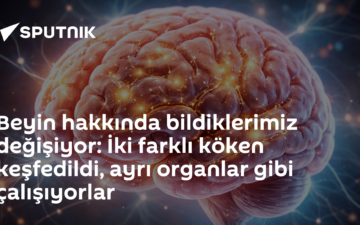 Beyin gelişimi